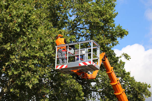 Best Tree Removal for Businesses  in Myrtle Point, OR